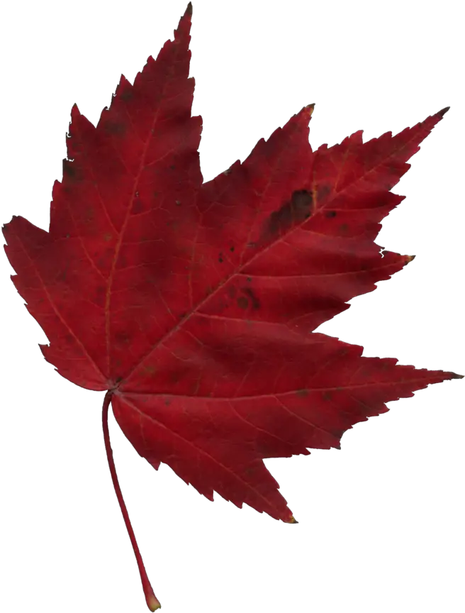 Japanese Maple Leaf Autumn Canadian Maple Leaf Transparent Background Png Japanese Maple Png