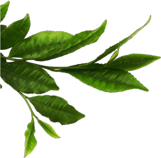 Download Tea Leaves Png Green Tea Leaf Tea Png Tea Leaves Png