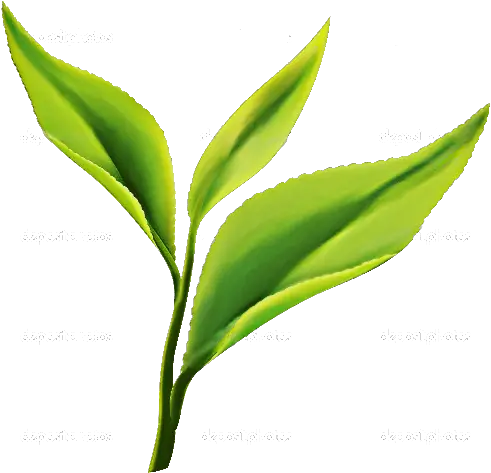 Logo Tea Leaf Png Tea Leaf Logo Png Tea Leaves Png