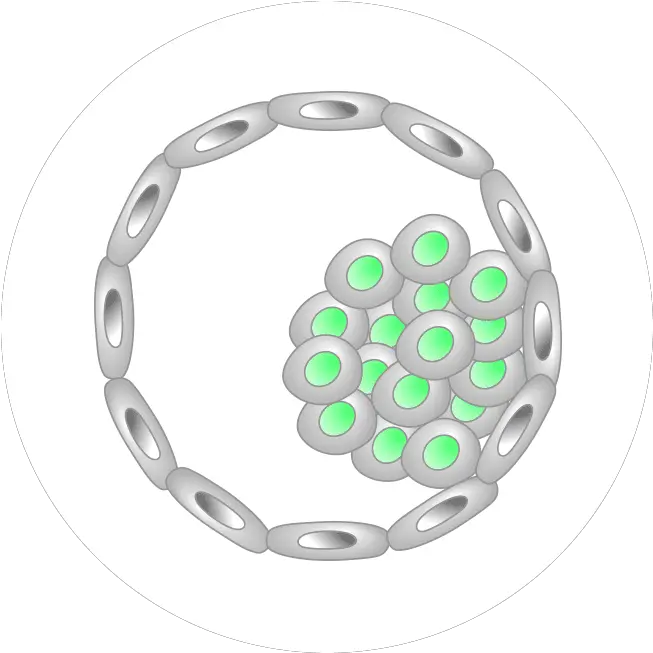 Differentiate The Stem Cell Card Game Amnh Parque Estadual Da Serra Do Papagaio Png Cell Icon