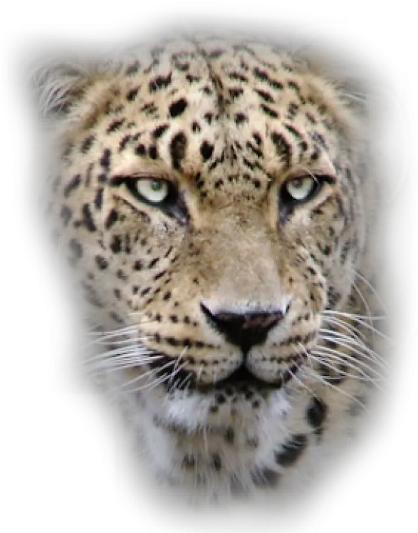 Leopard Png Free Download 20 Images Beautiful Animal Shifter Leopard Png