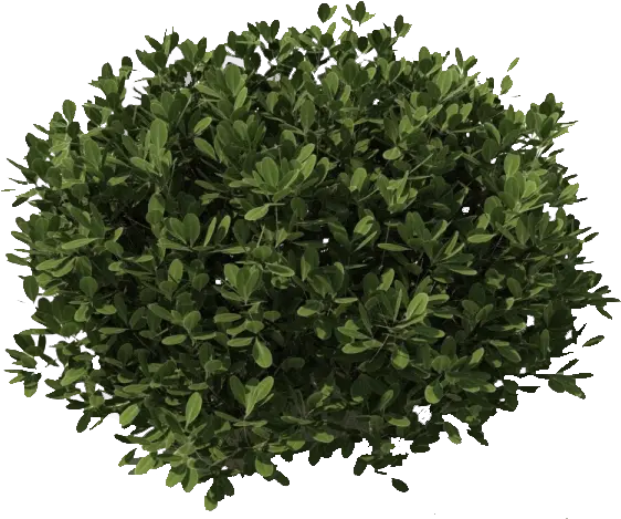 Bush Png Transparent Free Images Shrub Png Top View Shrub Transparent Background