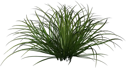 Download Hd Tall Grass Png Ornamental Grass Bush Png Tall Grass Png