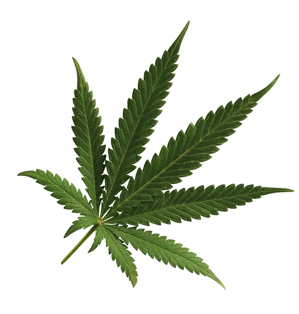 Cannabis Png Images Free Download Transparent Background Cannabis Png Weed Transparent Background