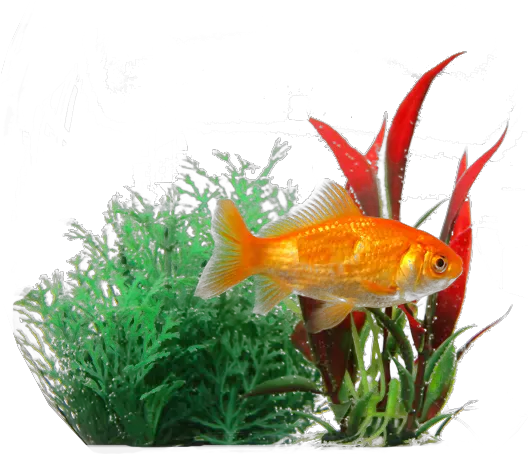 Hd Goldfish In Plants Transparent Image Fish Transparent Background Png Fish Png Transparent