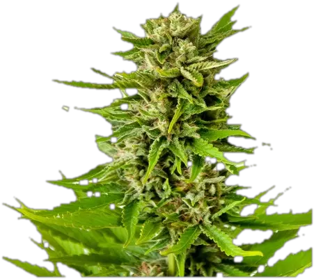 Marijuana Plant Png 3 Image Matt Berger Og Kush Weed Transparent Background