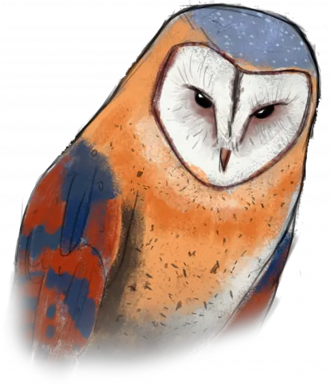 Wip Barn Owl Png Barn Owl Png