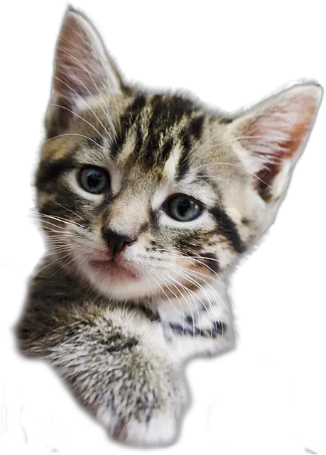 Kittens Transparent Background Picture Transparent Background Kitten Transparent Png Kitten Transparent Background