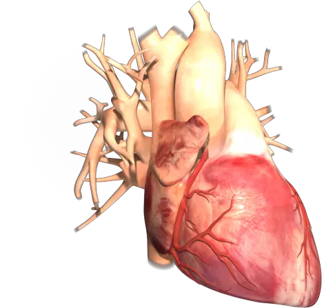 Human Heart Sample No 1 Trinsic Animation Injury Png Human Heart Png