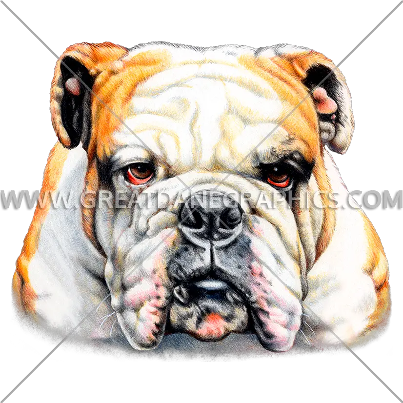 Bulldog Face Front Production Ready Artwork For T Shirt Png Bulldog Transparent Background