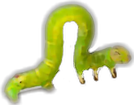 Inchworm Waxworm Transparent Cartoon Jingfm Inchworm Clipart No Background Png Worm Transparent Background