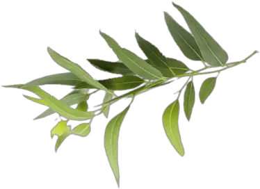 Letu0027s Talk Terpenes Eucalyptol Dispense Magazine Bay Laurel Png Eucalyptus Leaves Png