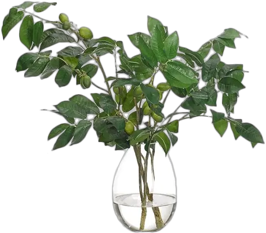 22 Olive Branch In Teardrop Vase Faux Vase With Green Branches Png Olive Branch Png