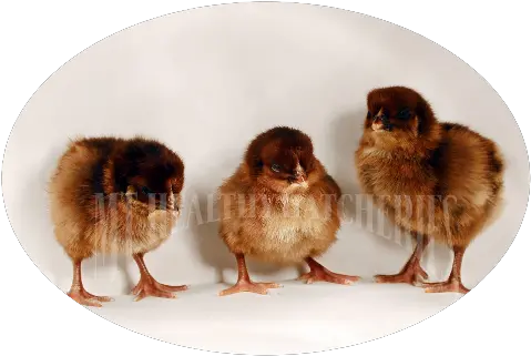 Download Baby Chick Description Partridge Plymouth Rock Chick Png Baby Chick Png