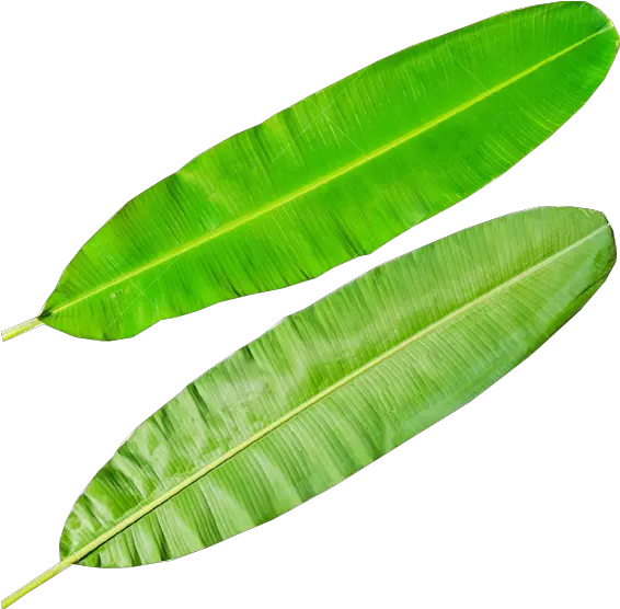 Banana Leaves Png Banana Leaves Transparent Banana Leaves Png