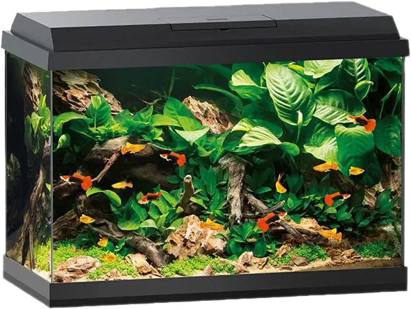 Aquarium Fish Tank Png Hd Image Juwel Primo 70 Black Fish Tank Png