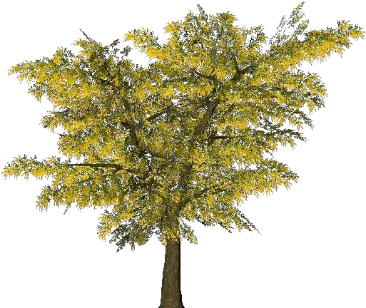 3d Trees Acacia Dealbata Png Tall Tree Png