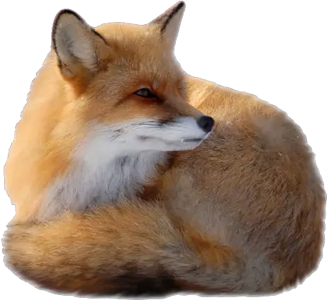 Red Fox Clip Art Fox Png Download 800800 Free Transparent Background Red Fox Png Fox Transparent