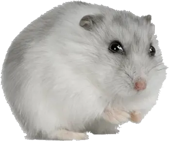 Png Hamster Transparent Image Transparent Background Hamster Transparent Hamster Png