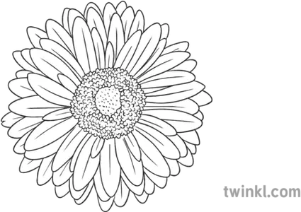 Gerbera Daisy General Flower Secondary Black And White Rgb Floral Png White Daisy Png