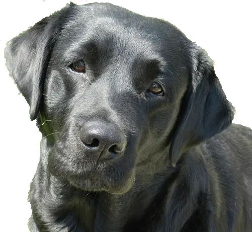 Maddie The Black Lab Thomas Memorial Library Labrador Retriever Png Black Lab Png