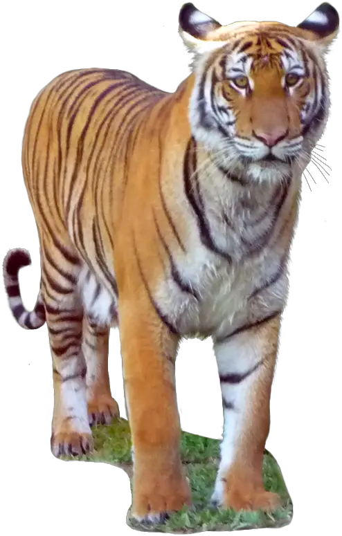 Download Malayan Tiger Malayan Tiger Transparent Transparent Background Malayan Tiger Png Tiger Transparent