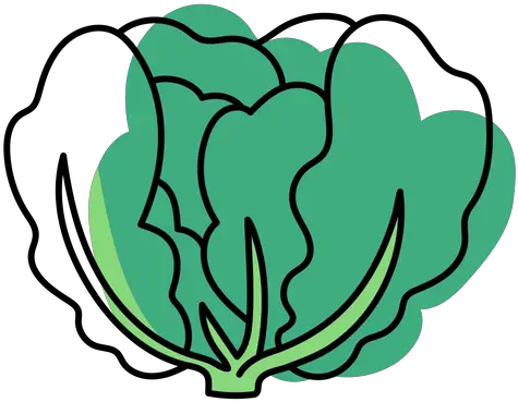 Cabbage Vector U0026 Templates Ai Png Svg Icon