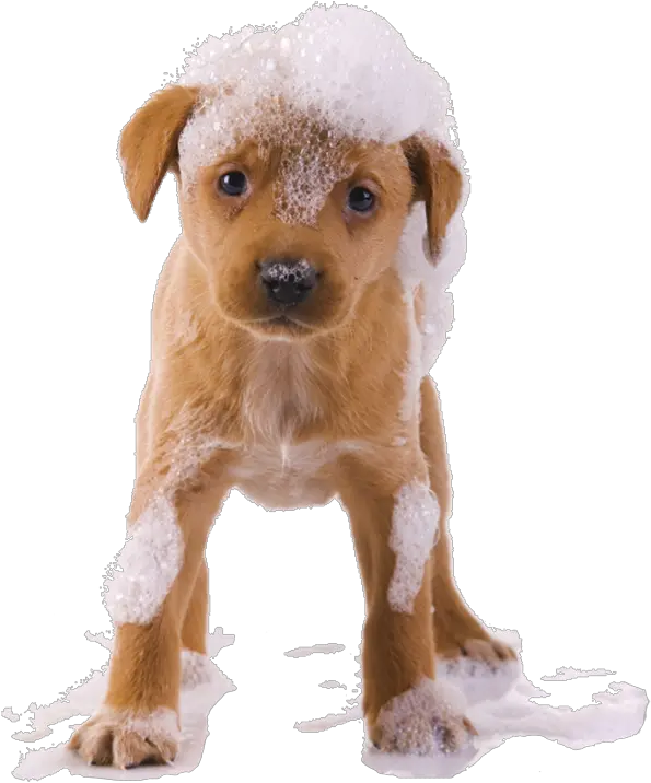 Dog Bath Png Transparent Bathpng Images Pluspng Dog Bath Png Dogs Png