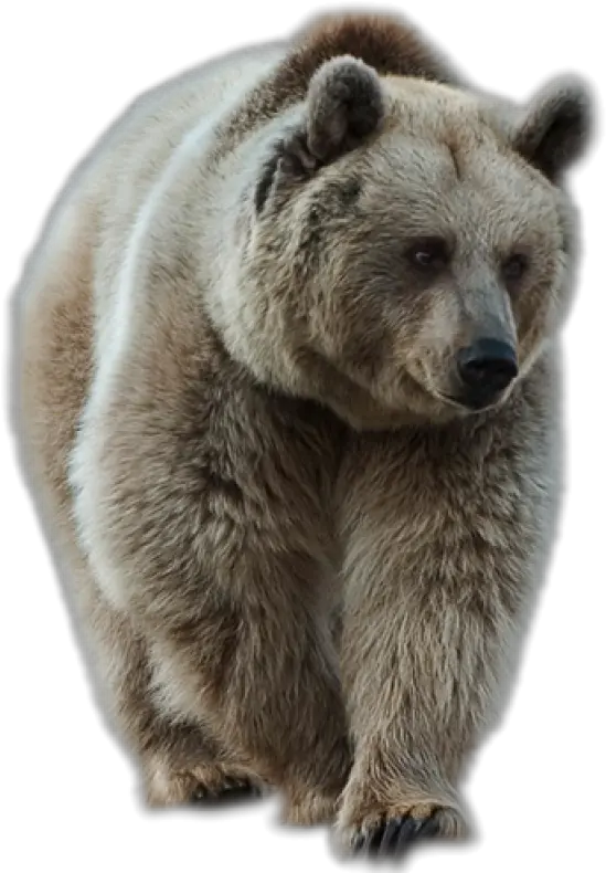 Brown Bear Png Image Animales De Bosque Png Grizzly Bear Png