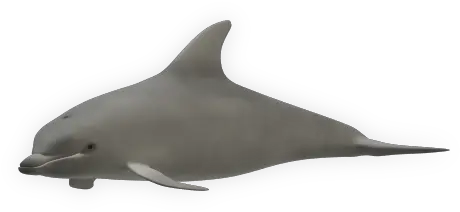 Dolphin 3d Content Classconnect Common Bottlenose Dolphin Png Dolphin Icon