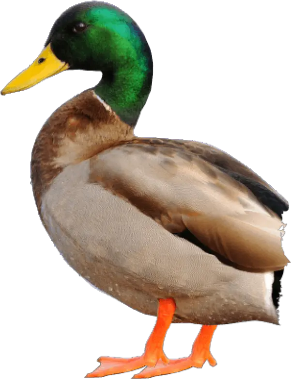 Duck Png Free Download 13 Images Duck Png No Background Duck Png