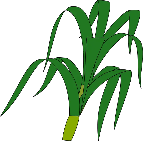 Corn Stalk Png Transparent Images Stalk Clipart Corn Stalk Png