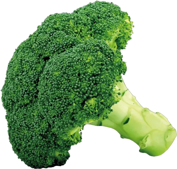 Broccoli Png Picture Vegetables Transparent Broccoli Png Brain Clipart Transparent Background