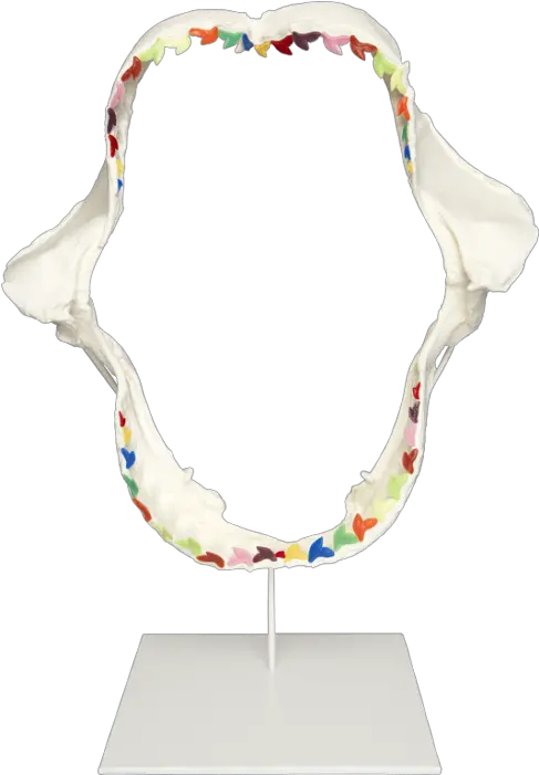 Download Damien Hirst Rainbow Shark Damien Hirst Shark Jaw Png Shark Teeth Png