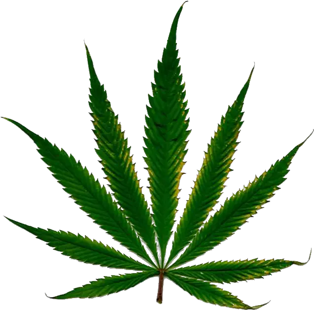 Smoke Weed Png Transparent Marihuana Png Weed Plant Png