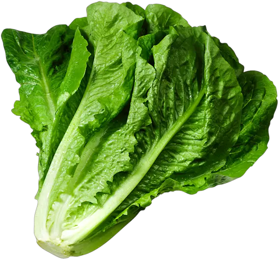 Lettuce Clipart Green Foods Lettuce Png Salad Transparent Background