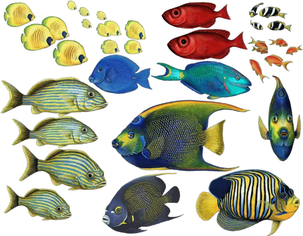 Combo Pack Wall Decals Stickers Clipart Coral Reef Fish Png Tropical Fish Png