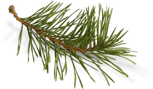 Download Long Needle Pine Png Clip Art Pond Pine Needle Transparent Background