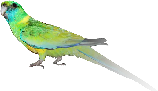 Download Hd Indian Parrot Png Cloncurry Parakeet Macaw Pirate Parrot Png