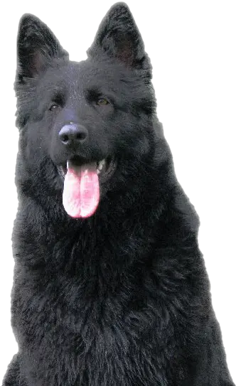 Black German Shepherd Png Image Black German Shepherd Png German Shepherd Png