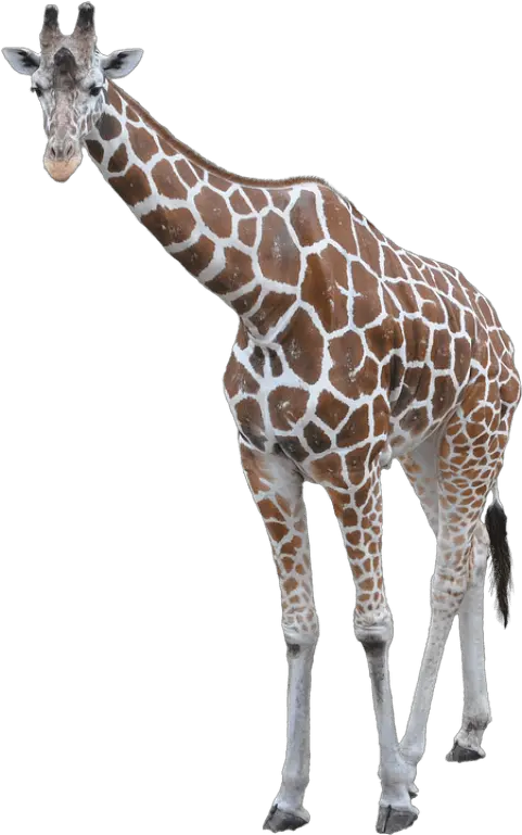 Free Png Giraffe Images Transparent Osaka Tennoji Zoo Giraffe Transparent Background