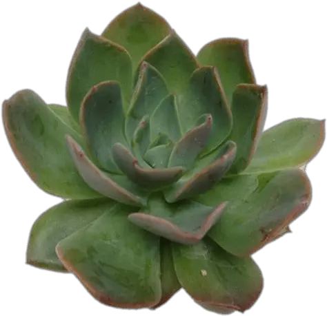 Echeveria Succulent Transparent Png Succulent Png Succulent Transparent Background