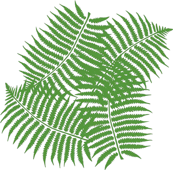 Tropical Fern Transparent Png Clipart Jungle Leaves Free Clipart Transparent Fern Png