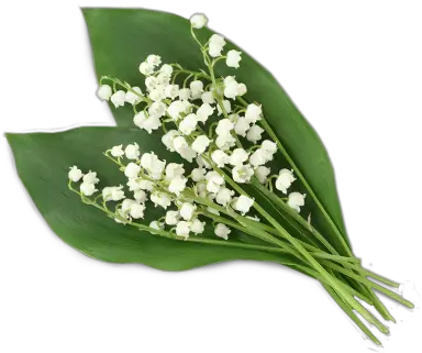 Lily Of The Valley Png Image Lily Of The Valley Png Lily Transparent Background