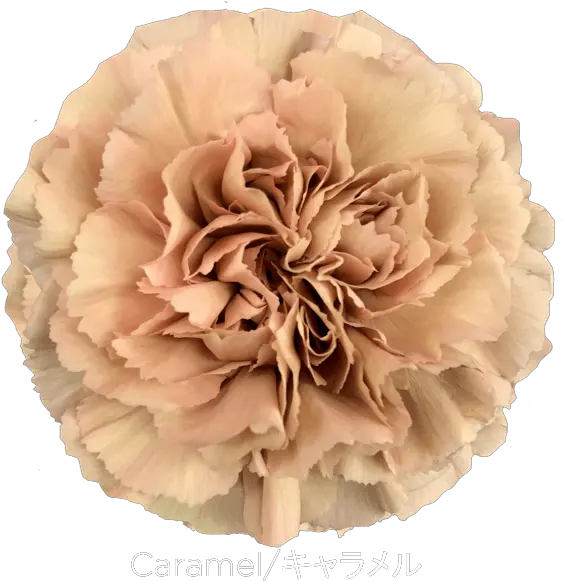 Carnation Caramel U2013 Andean Fields International Caramel Carnation Png Carnation Png