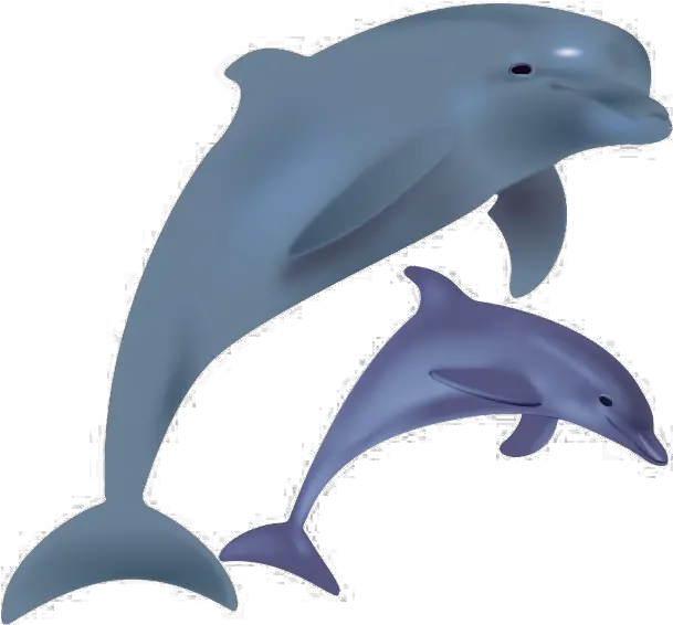 Jumpnig Dolphin Png Image Dolphins In Captivity Vs Wild Dolphin Png