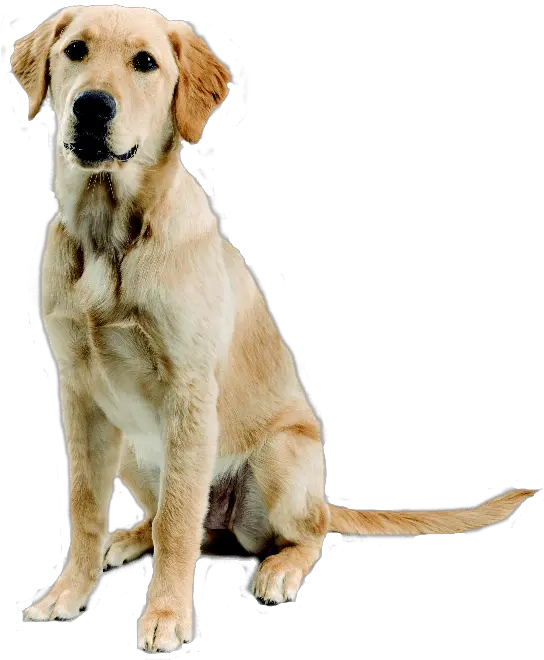 Download Dog Png Image Picture Dogs Hq Golden Labrador Retriever Mix Dogs Png