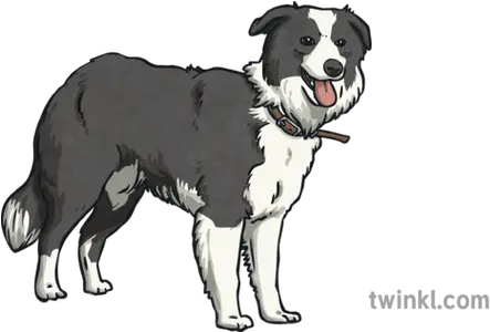 Sammy Border Collie Illustration Dog Catches Something Png Border Collie Png