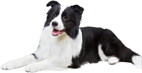 Border Collie Transparent Border Collie Png Border Collie Png