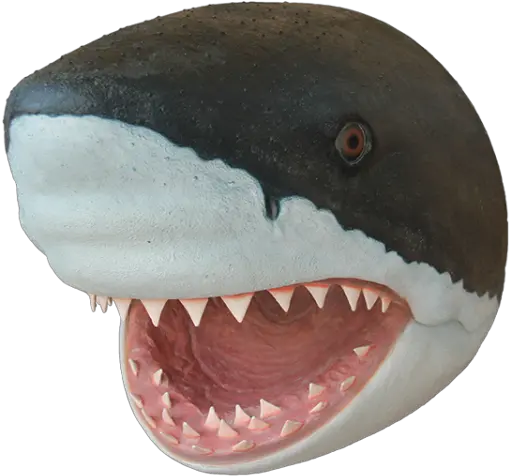 Shark Transparent Head Head Of Shark Transparent Cartoon Transparent Shark Head Png Shark Transparent Background